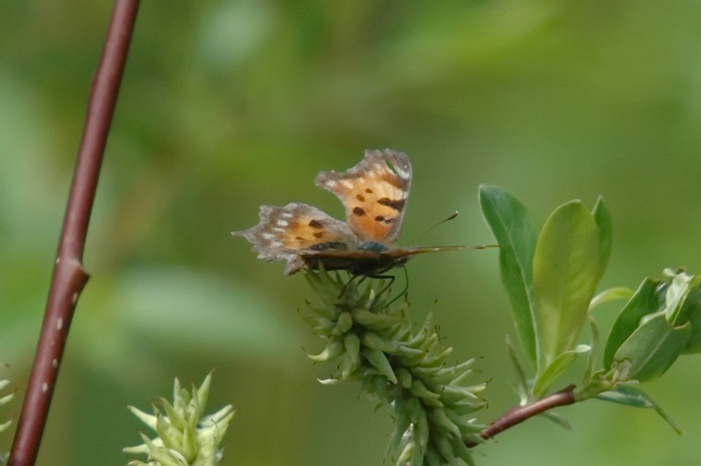 038 Angelwing, Colorado, 2007-06138651b Granby area, CO.JPG - Colorado Anglewing (Polygonia hylas) Butterfly. Granby area, CO, 6-13-2007